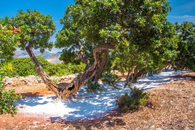 Μαστίχα, το ανεκτίμητο δώρο της χιώτικης φύσης