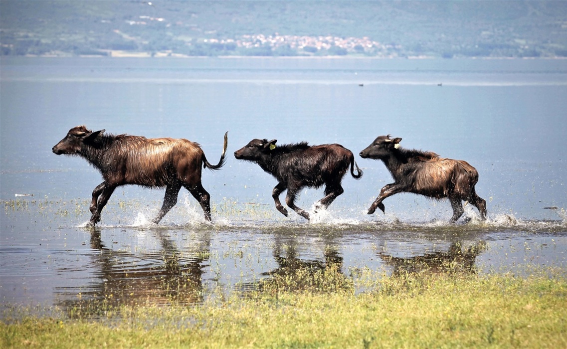 Επίσκεψη σε φάρμα νεροβουβάλων