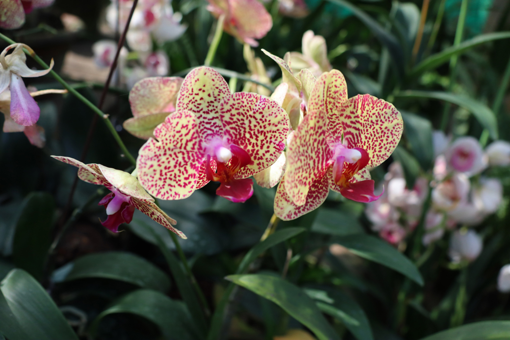 Περπατήστε στο Orchid Park